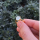 925 Silver Natural Aquamarine Stone Ring