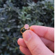 925 Silver Natural Rose Quartz Stone Ring - No : 1300